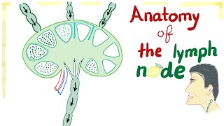 Anatomy of the Lymph node  Best Explanation Ever [upl. by Heigl]