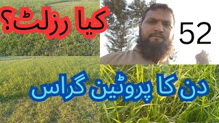 kohenoor protein grass کوہ نور پر وٹین گراس by Qari Atiq Salfi ↔️♥️🌽😝🥝 [upl. by Kayne847]