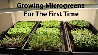 Growing Microgreens the First Time with the New Home Microgreens Kit [upl. by Brest516]