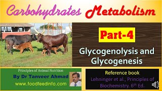 Carbohydrates MetabolismGlycogen MetabolismGlycogenolysis and Glycogenesis [upl. by Letnahc]