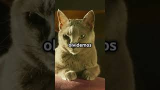 ✅ Los Gatos Más Graciosos de Internet gatos cat videosdegatos 🐱 Videos graciosos de animales [upl. by Neeruam]