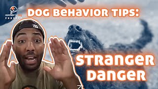 How to Help a Dog With quotStranger Dangerquot [upl. by Barbuto]