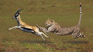 Most Amazing Big Cats Hunting Attack Compilation Cheetah Lions Jaguar Leopard [upl. by Millur833]