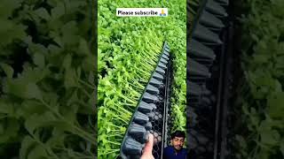 Coriander seedings are ready for spring planting 🍀🤪👍viralshorts tranding videosshortfeed [upl. by Ydorb12]