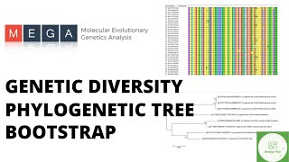 Building phylogenetic tree with Bootstrap value Intraamp Interspecific diversity analysis using MEGA [upl. by Dredi]