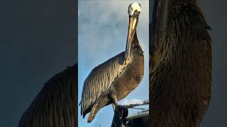 Magique nature pelicans nuage clouds arcenciel rainbow antilles naturelovers faunesauvage [upl. by Enrika951]