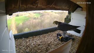 St chads peregrine project 25032023 food delivery and copulation [upl. by Kaufman]