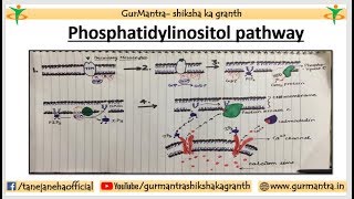 Phosphatidylinositol Signaling Pathway  Cell Signaling Pathway [upl. by Jock]