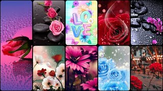 Beautiful Flower Wallpaper 🌷😍  Rose Wallpaper 🌹 Flower Wallpaper  Screen wallpaper  Wallpapers [upl. by Neetsirhc]