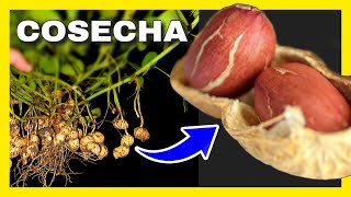 ✅ Cuándo Cosechar MANI 🥜 Cultivo de MANÍ  CACAHUATE [upl. by Lrem]