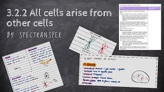 Stem Cells  Alevel Biology  OCR AQA Edexcel [upl. by Benzel732]