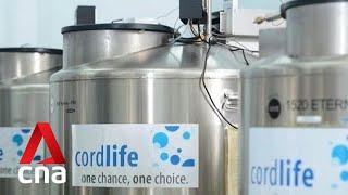 MOH to review regulatory requirements for cord blood banking after Cordlife lapses [upl. by Fremont]