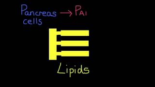 613 State the source substrate product and optimum pH conditions for one amylase one protease a [upl. by Ballou]