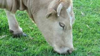 Cow eating grass [upl. by Paten715]