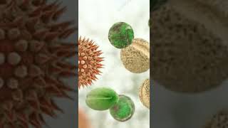 Palynology in islam makeuppollenallergypollengrainairobiology viralshot [upl. by Yankee]