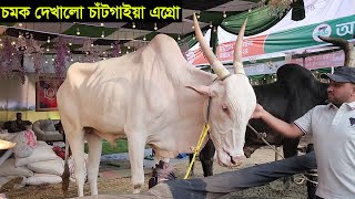 চট্টগ্রাম ক্যাটেল এক্সপোতে অসাধারন সব গরু নিয়ে চমক দেখালো চাঁটগাইয়া এগ্রো chattogram cattle expo [upl. by Gwendolen]