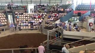 100000 LOT 841 SOLD to Matthew McCamley [upl. by Ihpen]