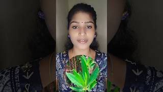 Conocarpus tree  Dangerous tree  Voice Of Punitha shorts tamil facts [upl. by North]