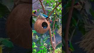 The wild macaw parrots l Fpisode dancemusic shot butiful ghanshyamyoutuber2543 [upl. by Paten]