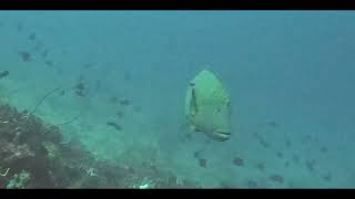 Scuba Diving in Halmahera North Maluku  Indonesia Butterfly Fish Proco diaries 001 [upl. by Arielle413]