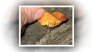 Crepidotus nidulans  fungi kingdom [upl. by Noswal]