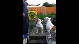 Rottweiler vs American bulldog [upl. by Atteinotna]