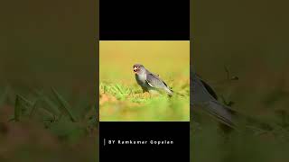 Amur Falcon  Lonavala falcon siberianbirds birds birdsofprey lonavala photography [upl. by Bisset756]