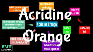 Acridine Orange Staining [upl. by Claudio]