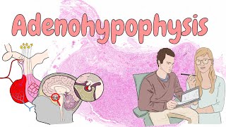 Adenohypophysis  endocrine system histology [upl. by Namad211]