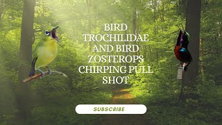 Trochilidae Birds and Zosterops Birds Chirp Pull Shots for Mastering  relaks natural [upl. by Xino]