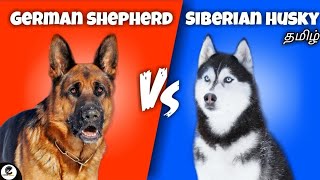 German shepherd vs Siberian Husky  pet comparison  which is best for whom🤔 [upl. by Job]