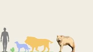 Bernards Wolf vs Lion Human Dog and Squirrel in Size Comparison [upl. by Nerat]