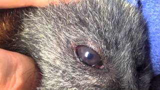 GreyHeaded FlyingFox with flicking eyes Nystagmus and fasciculation [upl. by Melita804]