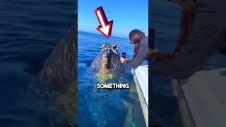 Giant whales ASK humans to remove barnacles 😱 shorts barnacles [upl. by Bechler247]