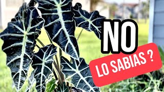 ALOCASIA AMAZÓNICA  todo lo que debes saber sobre ellas [upl. by Fennessy]