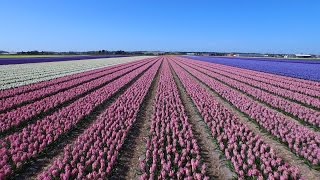 Dutch flower fields near Keukenhof The Netherlands drone footage [upl. by Mauri349]