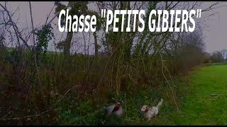 Chasse quotPETITS GIBIERSquot en Bretagne avec setters anglais 12 12 2017 [upl. by Abil]