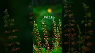 yercaud hills naturephotography [upl. by Fredkin]