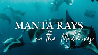 MANTA RAY SNORKELING HANIFARU BAY MALDIVES 🌏  Best Spot in the World to Swim with Manta Rays 🤩 4K [upl. by Donelson]