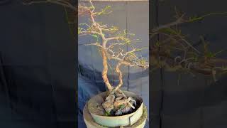 tamarindus indica bonsai asam Jawa bonsai petanibonsai petani gardening tamarind [upl. by Dola431]