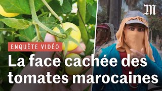 La face cachée des tomates marocaines à bas prix  enquête sur une maind’œuvre à bas coût [upl. by Relyat]