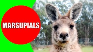 Marsupials for Kids – Marsupial Mammals – Marsupial Animals in Australia Tasmania and Americas [upl. by Oiramal]