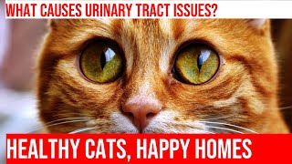 Caring for Your Cats Urinary Tract Causes Prevention amp Treatment [upl. by Teyugn182]