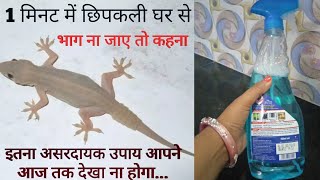 मिनटों में घर से छिपकली भगाने का एकदम सटीक तरीकाhow to get rid lizard at home [upl. by Pasquale]