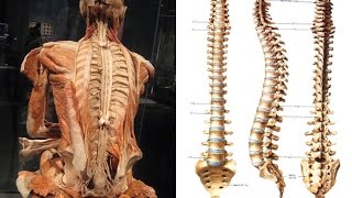 Anatomia funzionale della colonna vertebrale [upl. by Pilar]