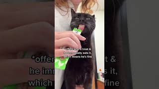 Watch my ca be brave for his monthly arthritis shot 🖤 thekatcurtis cats blackcats arthritis [upl. by Pena]