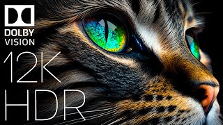 WORLD OF ANIMALS IN DOLBY VISION™  HDR 12K 60FPS TRUE CINEMATIC [upl. by Zsa Zsa494]