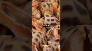 Fun Facts about Mollusks fact naturetrivia funfacts didyouknow funknowledge wildlife trivia [upl. by Acimak]