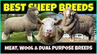 Best Sheep Breeds  Meat Wool and Dual Purpose Sheep Breeds [upl. by Lehteb424]