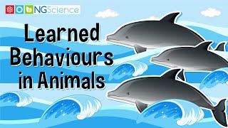 Learned Behaviours in Animals [upl. by Sitsuj]